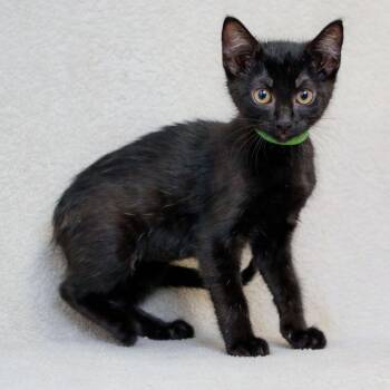 Galaxy (Green) -  Domestic Short Hair Cat for Adoption in Sunnyvale, California - Galaxy (Green) | PetCurious