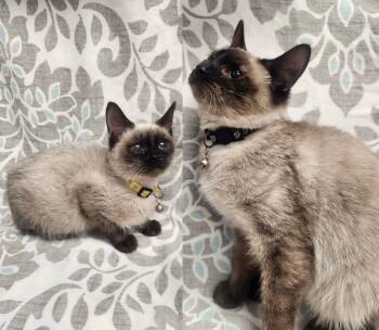 Rescue American Shorthair Cats for Adoption in Frederick, Maryland - Sven & Olaf | PetCurious