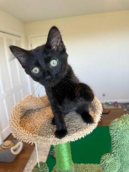 Jade-female kitten -  Domestic Long Hair Cat for Adoption in Los Altos, California - Jade-female Kitten | PetCurious