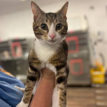 Domestic Short Hair Cats Available for Adoption in Fort Worth, Texas - Minnow | PetCurious