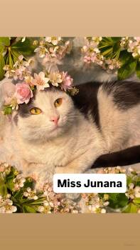 Domestic Short Hair Cats Available for Adoption in Walnut Creek, California - Miss Junana At Martinez Pet Food Express  May 2nd | PetCurious
