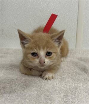 A883297 -  Domestic Short Hair Cat for Adoption in Camarillo, California - A883297 | PetCurious
