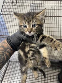 Rescue Domestic Short Hair Cats for Adoption in San Bernardino, California - HARLEY | PetCurious