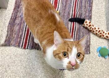 Domestic Short Hair Cats Available for Adoption - CARROT | PetCurious