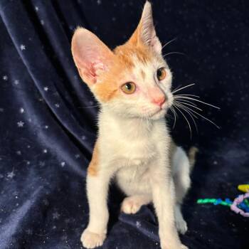 Carrot -  Domestic Short Hair Cat for Adoption in Bulverde, Texas - Carrot | PetCurious