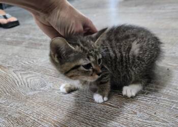 Moose -  Domestic Short Hair Cat for Adoption in Dickson, Tennessee - Moose | PetCurious