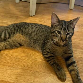 Domestic Short Hair Cats Available for Adoption in Tulsa, Oklahoma - Barry | PetCurious