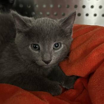 Bloomy -  Domestic Short Hair Cat for Adoption in Denver, Colorado - Bloomy | PetCurious