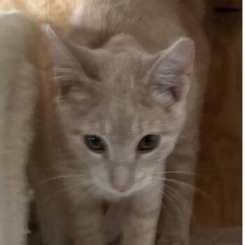 Rescue Domestic Short Hair Cats for Adoption in Baldwin, Wisconsin - Catalope | PetCurious