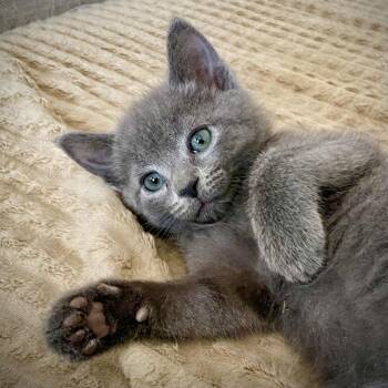 Domestic Medium Hair Cats Available for Adoption - Stormy (Shimmer) | PetCurious