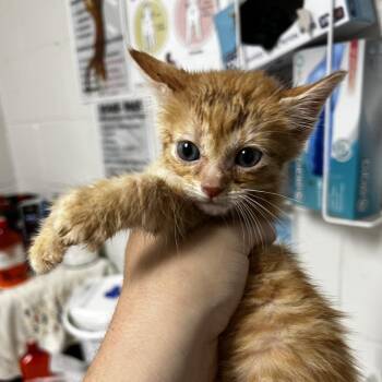 Bumblebean -  Domestic Short Hair Cat for Adoption in Birmingham, Alabama - Bumblebean | PetCurious