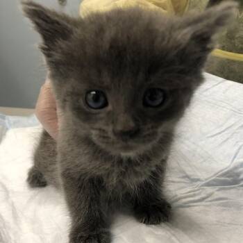 Pugsley -  Domestic Short Hair Cat for Adoption in Oak Park, Illinois - Pugsley | PetCurious