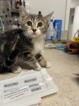 Bessie -  Domestic Short Hair Cat for Adoption in Ontario, California - Bessie | PetCurious