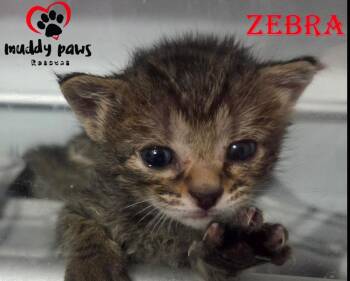 Seablings:  Zebra -  Domestic Short Hair Cat for Adoption in Council Bluffs, Iowa - Seablings:  Zebra | PetCurious