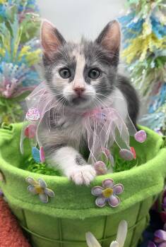 Domestic Medium Hair Cats Available for Adoption - Maggie | PetCurious