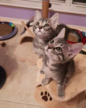 Poppy & Daisy -  American Shorthair Cat for Adoption in Gulfport, Mississippi - Poppy & Daisy | PetCurious