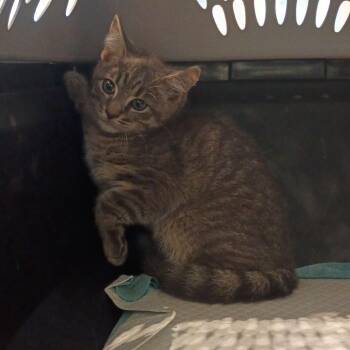 Buzz -  Domestic Short Hair Cat for Adoption in Lynchburg, Virginia - Buzz | PetCurious