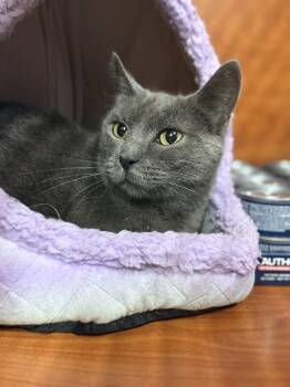 Rescue Russian Blue and Domestic Short Hair Cats for Adoption - Grace | PetCurious