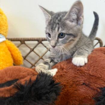 Domestic Short Hair Cats Available for Adoption - Waldo | PetCurious