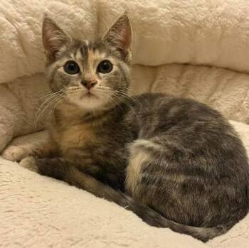 Rain -  Domestic Short Hair Cat for Adoption in Everett, Washington - Rain | PetCurious