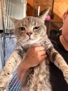 Domestic Short Hair Cats Available for Adoption - Bilbo | PetCurious