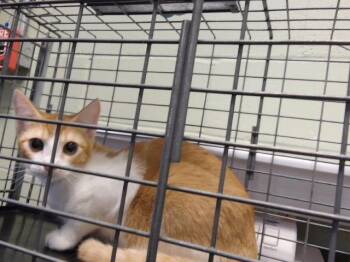 BURRITO -  Domestic Short Hair Cat for Adoption in Tulsa, Oklahoma - BURRITO | PetCurious