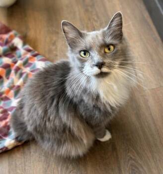 Domestic Long Hair Cats Available for Adoption in Maineville, Ohio - Flint | PetCurious