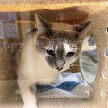 Solis -  Domestic Short Hair Cat for Adoption in Pasadena, California - Solis | PetCurious