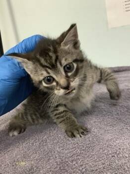 Domestic Short Hair Cats Available for Adoption in Largo, Florida - Miles | PetCurious