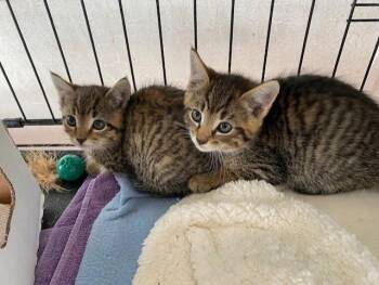 Tesla aka Layla 135 -  Domestic Short Hair Cat for Adoption in Windsor, Connecticut - Tesla Aka Layla 135 | PetCurious
