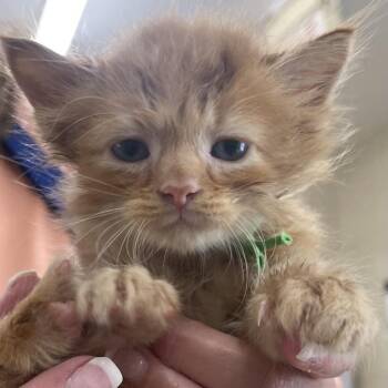 John Adams -  Domestic Medium Hair Cat for Adoption in Newport, Tennessee - John Adams | PetCurious