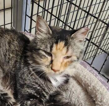 Rescue Tabby and Calico Cats for Adoption in Las Cruces, New Mexico - Avera | PetCurious