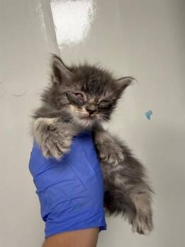 MARTY -  Domestic Long Hair Cat for Adoption in Ontario, California - MARTY | PetCurious