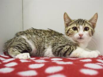 EDNA -  Domestic Short Hair Cat for Adoption in Sacramento, California - EDNA | PetCurious