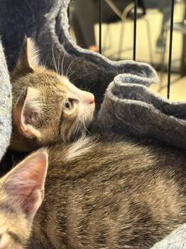 ALMANZON MEOWSON -  Domestic Short Hair Cat for Adoption in Sugar Land, Texas - ALMANZON MEOWSON | PetCurious