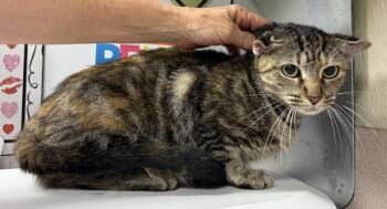 Rescue Domestic Short Hair Cats for Adoption in Salisbury, Maryland - Imja | PetCurious