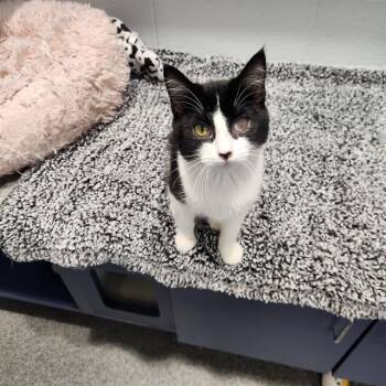 RUBY -  Domestic Medium Hair Cat for Adoption in Kalamazoo, Michigan - RUBY | PetCurious