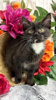 Pudge -  Domestic Medium Hair and Domestic Short Hair Cat for Adoption in Ocean Springs, Mississippi - Pudge | PetCurious