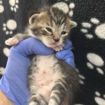 Dalgona -  Domestic Short Hair Cat for Adoption in Salt Lake City, Utah - Dalgona | PetCurious