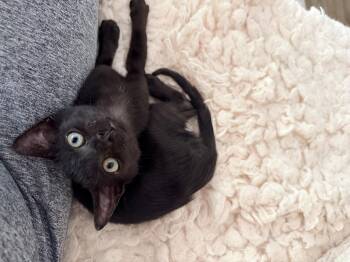 Little Man Jerry -  American Shorthair Cat for Adoption in Charlotte, North Carolina - Little Man Jerry | PetCurious