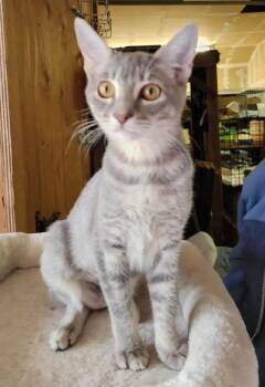 Pebbles and Mochi -  Tabby and Domestic Short Hair Cat for Adoption in Walnut Creek, California - Pebbles And Mochi | PetCurious