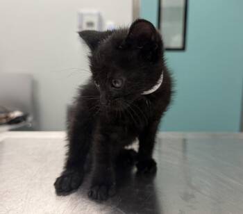 Ruffshod -  Domestic Short Hair Cat for Adoption in New York, New York - Ruffshod | PetCurious