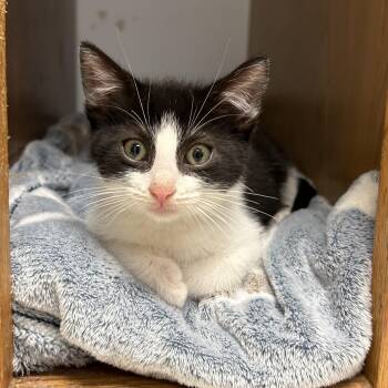 Lemur -  Domestic Short Hair Cat for Adoption in Mineral Point, Wisconsin - Lemur | PetCurious