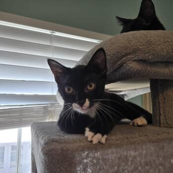 Jerry -  Tuxedo Cat for Adoption in Woodbridge Township, New Jersey - Jerry | PetCurious