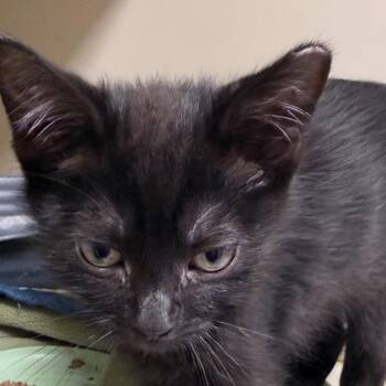 Jackson -  Domestic Short Hair Cat for Adoption in Ponca City, Oklahoma - Jackson | PetCurious