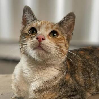 Rescue Domestic Short Hair Cats for Adoption in Vallejo, California - Amelia | PetCurious