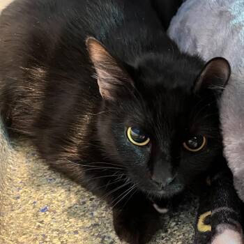 Domestic Short Hair Cats Available for Adoption - OREO | PetCurious
