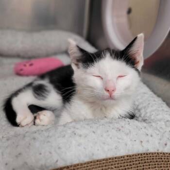 Rescue Domestic Short Hair Cats for Adoption in Nantucket, Massachusetts - Haymitch | PetCurious