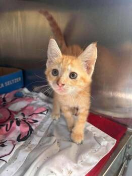 Barney -  Domestic Short Hair Cat for Adoption in Statesboro, Georgia - Barney | PetCurious