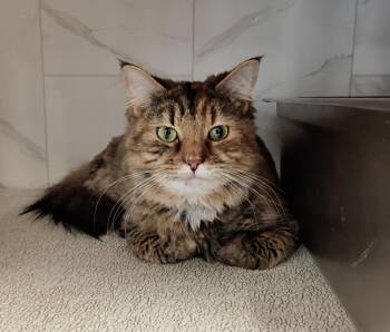 Domestic Medium Hair Cats Available for Adoption in Rockford, Illinois - Chloe | PetCurious